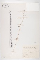 藏品(玉山筷子芥)的圖片