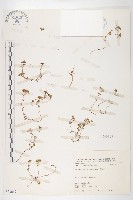 藏品(紅子佛甲草)的圖片