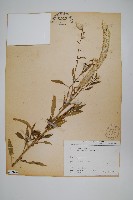 藏品(青葙)的圖片