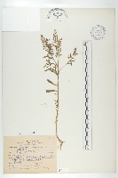 藏品(獨行菜)的圖片