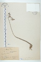 藏品(倒吊蓮、匙葉燈籠草)的圖片