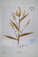 藏品(青葙)的圖片