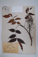 藏品(木蠟樹、山漆)的圖片