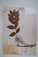 藏品(木蠟樹、山漆)的圖片