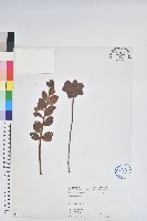 藏品(金毛杜鵑)的圖片