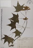 藏品(青楓)的圖片