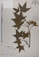 藏品(青楓)的圖片