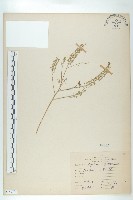 藏品(獨行菜)的圖片