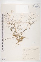 藏品(玉山筷子芥)的圖片