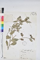 藏品(白苞猩猩草)的圖片