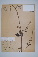 藏品(土牛膝)的圖片