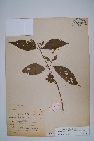 藏品(牛膝)的圖片