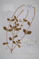 藏品(土牛膝)的圖片