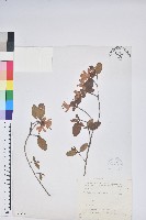 藏品(南澳杜鵑)的圖片