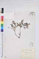 藏品(高山白珠樹)的圖片