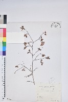 藏品(南澳杜鵑)的圖片