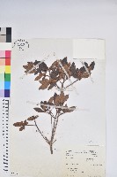 藏品(埔里杜鵑)的圖片