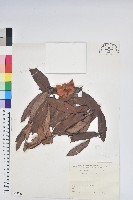 藏品(森氏杜鵑、森氏滿江紅)的圖片