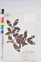 藏品(森氏杜鵑、森氏滿江紅)的圖片