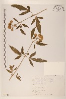 藏品(臺灣澤蘭)的圖片