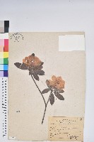 藏品(白花杜鵑)的圖片