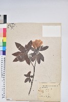 藏品(白花杜鵑)的圖片