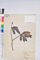 藏品(白花杜鵑)的圖片