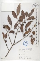 藏品(山紅柿)的圖片