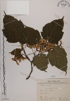 藏品(臺灣紅榨槭)的圖片