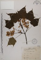 藏品(臺灣紅榨槭)的圖片