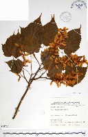 藏品(尖葉槭)的圖片