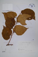 藏品(八角楓)的圖片