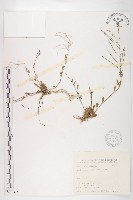 藏品(玉山筷子芥)的圖片