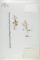 藏品(焊菜)的圖片