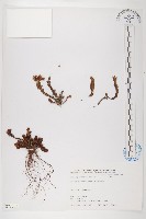 藏品(玉山佛甲草)的圖片