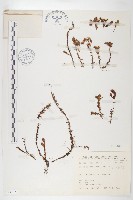 藏品(玉山佛甲草)的圖片