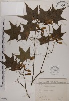 藏品(青楓)的圖片