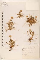 藏品(玉山飛蓬)的圖片