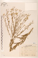 藏品(加拿大蓬)的圖片