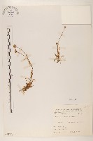 藏品(福山氏飛蓬)的圖片