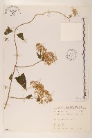 藏品(蔓澤蘭)的圖片