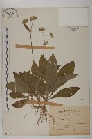 藏品(地膽草、毛蓮菜)的圖片