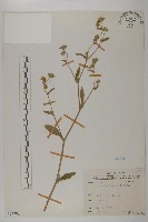 藏品(地膽草、毛蓮菜)的圖片