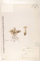 藏品(尼泊爾籟簫)的圖片