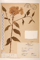 藏品(小舌菊、蔓綿菜)的圖片