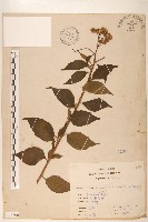 藏品(腺葉澤蘭)的圖片