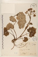 藏品(臺灣款冬)的圖片