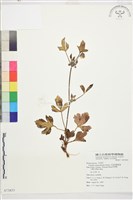 藏品(毛茛葉鐵線蓮)的圖片