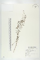 藏品(茅膏菜)的圖片