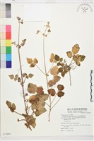 藏品(毛茛葉鐵線蓮)的圖片